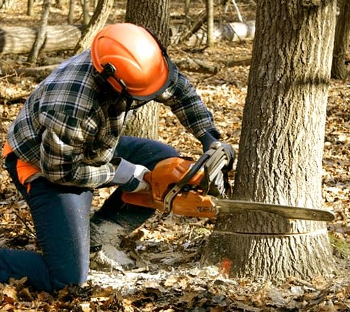 Tree Removal in Sheffield, IA